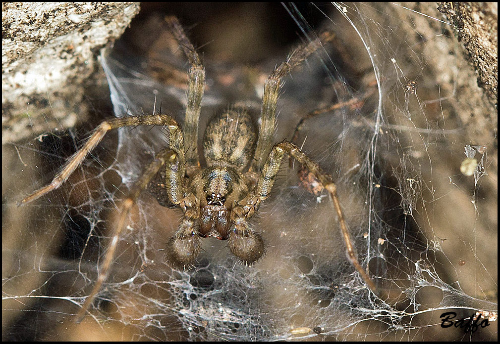 Agelenidae cf. Malthonica sp.